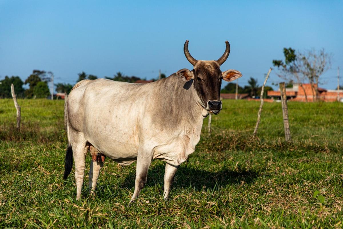 Fazenda Hotel Candeal Conceicao de Jacuipe المظهر الخارجي الصورة